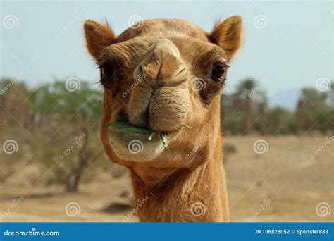 Camel Chewing on Thorn Branch Stock Photo - Image of desert, branch ...