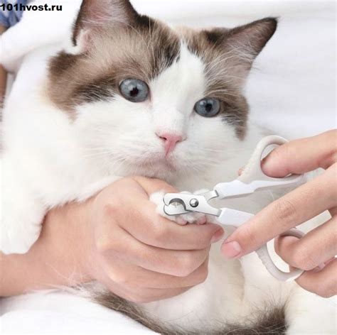 в каком возрасте стричь когти котенку | Котята, Животные