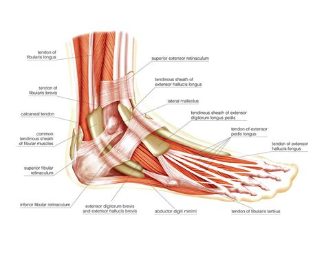 muscles   leg  foot  photograph  asklepios medical atlas