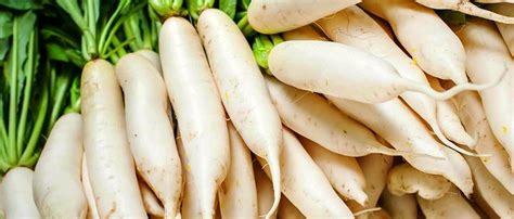Дайкон Daikon Favorit - купить семена в интернет-магазине