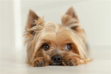 Cute Medium Dog Breeds