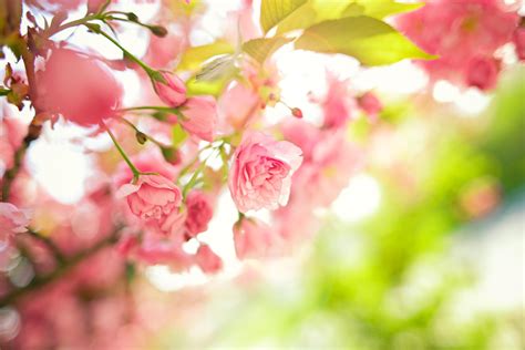 Spring Flowers 4k Wallpapers - Wallpaper Cave
