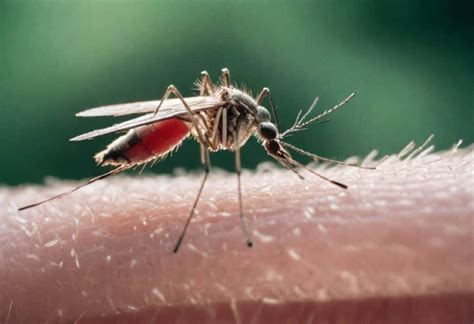 effective home remedies  treating mosquito bites