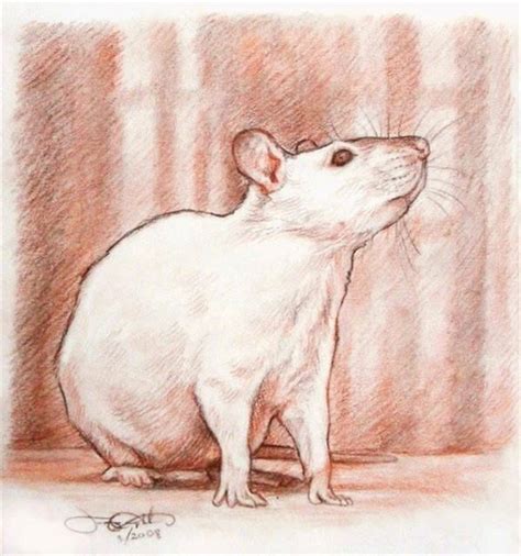 Образ крысы в искусстве (живопись, памятники и пр.) | Animal art ...