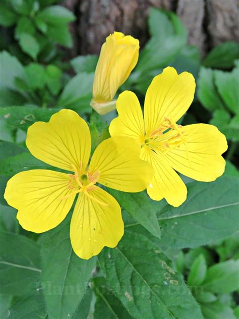 PlantPostings: Plant of the Month: Prairie Sundrops