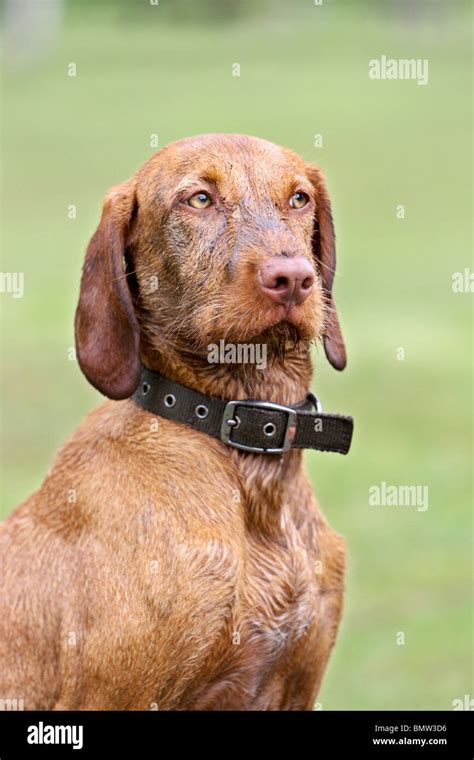 Hungarian Wirehaired Vizsla Stock Photo - Alamy