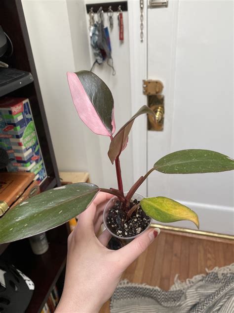My first pink plant! : pinkplants