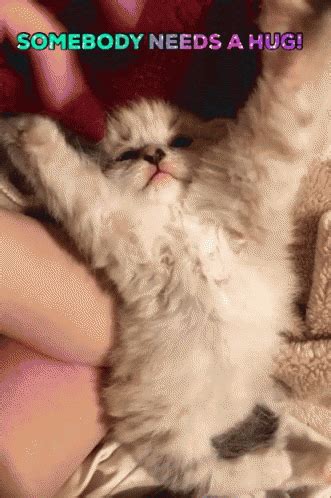 Kitten Hug GIF - Kitten Hug Somebody Needs A Hug - Discover & Share GIFs