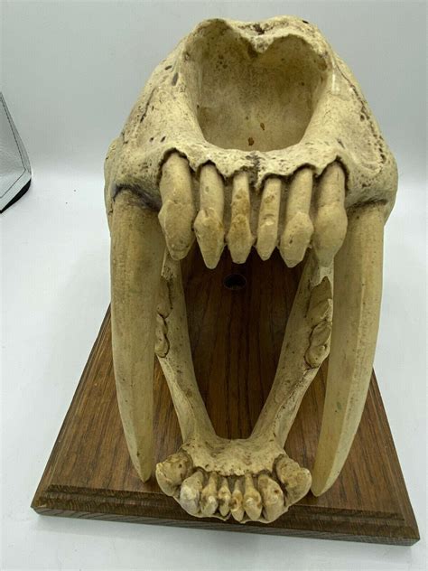Saber Tooth Tiger Skull Sabertooth Smilodon Specimen predator Bone