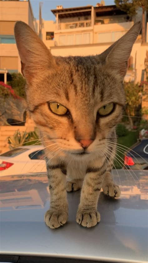 queenno towers rjakertown