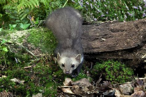 FOUINE martes foina stock photo. Image of mammal, marten - 173366494