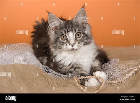 young Maine Coon Stock Photo - Alamy