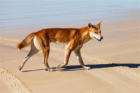 This month in Archaeology: When did dingoes first come to Australia ...