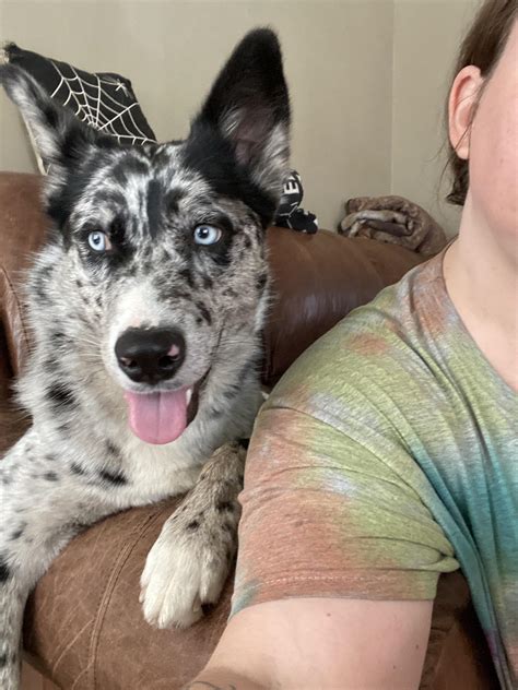 Husky mix? I’m obsessed with the idea she is. Currently awaiting her