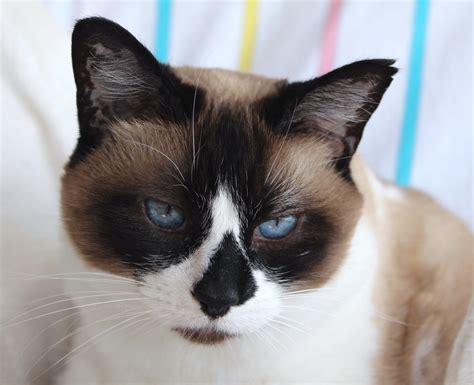 Snowshoe cat have an affectionate and docile disposition. Due to this ...