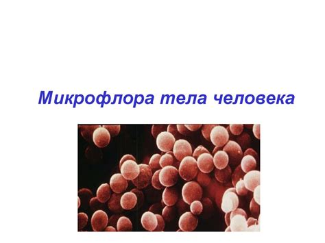 Микрофлора тела человека - презентация онлайн