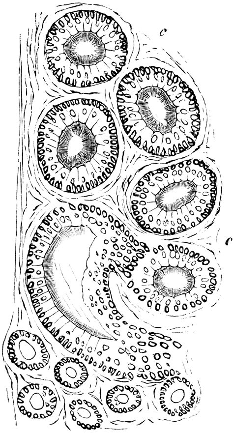 The Epididymis Is A And It Functions To