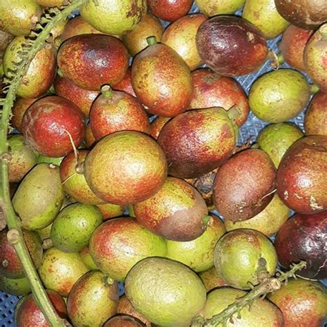 senarai nama buah buahan tempatan senarai buah buahan tempatan