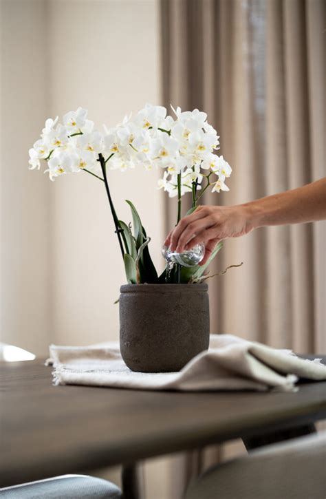 4 tips to keep your orchid blooming for as long as possible