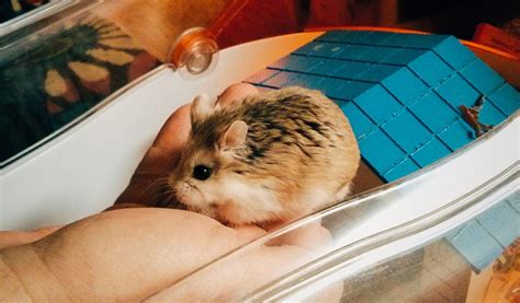 How long do Hamsters Live? - Animal Corner