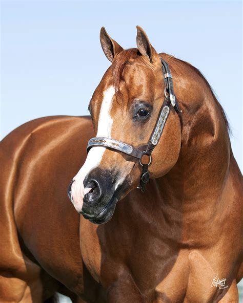 News From NSBA: Congratulations to the NSBA futurity champions in the