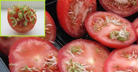 Как отличить ГМО - Со Вкусом