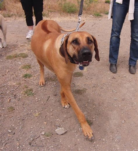 That’s not a ridge, man, that’s a RACING STRIPE! | The Dogs of San Francisco