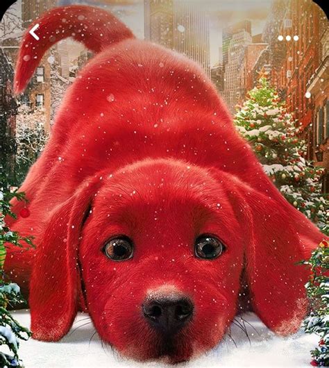 pin ot polzovatelya aline muniz na doske cachorro sobaki yarkie oboi