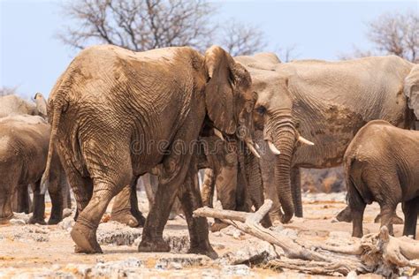 Elephant in Natural Habitat in Etosha National Park in Namibia Stock ...