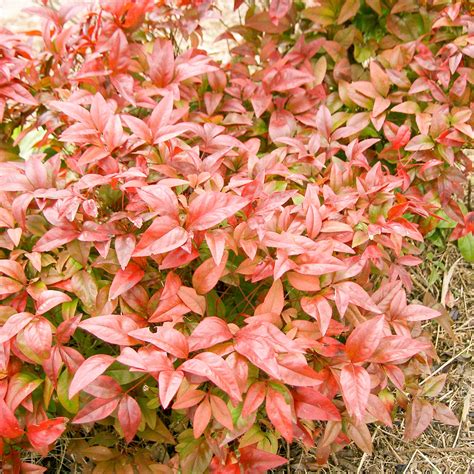 Nandina Firepower – Southern Scapes Nursery
