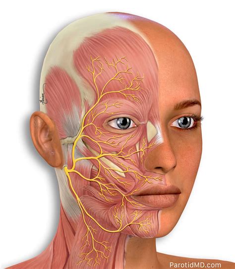 facial nerve anatomy picture facial nerve paralysis dr rahul bagla