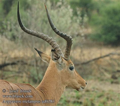 Aepyceros melampus Impala Antilopa Impala インパラ