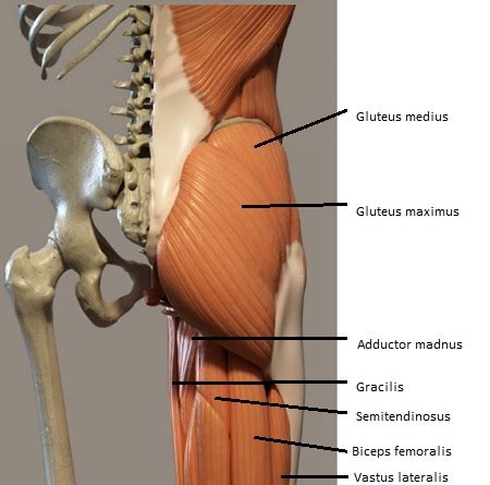 Gluteus Maximus Muscle | Definition, Function & Structure | Study.com