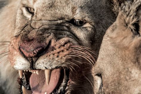 รูปภาพGrowling – เลือกดูภาพถ่ายสต็อก เวกเตอร์ และวิดีโอ27,137 | Adobe Stock