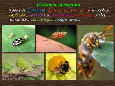 Инсекти