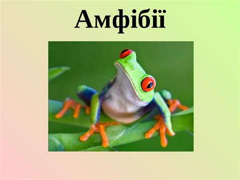 Загальна характеристика класів амфібії та рептилії