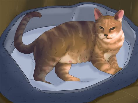 Pregnant Cat Anatomy