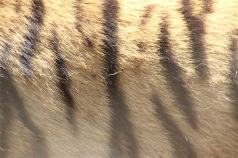 are ferns dangerous for cats