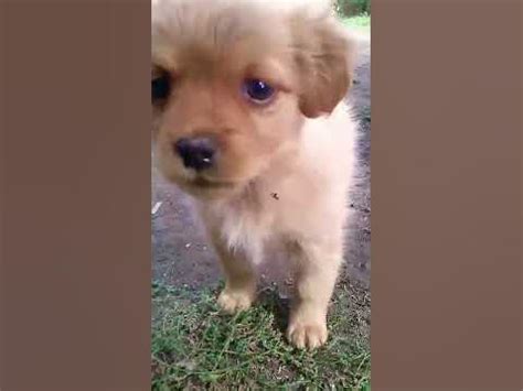 Милый пёсик #милашка #собачка #shorts - YouTube