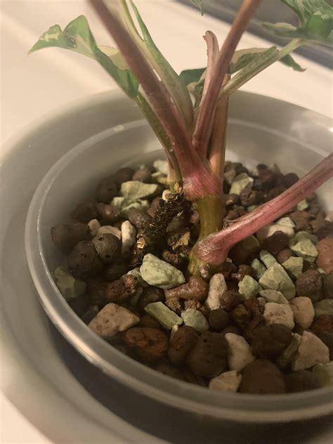 What is this brown/rotting stem root thing on my syngonium? : r/houseplants