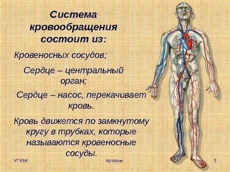 1 2 Ангиология Артерии тела человека. Уральский