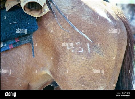 Number 431 hi-res stock photography and images - Alamy