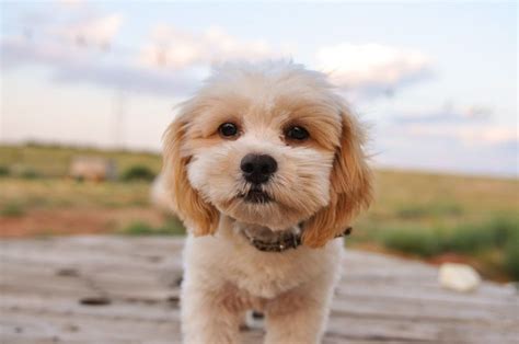 Shih Tzu Poodle Hairstyles