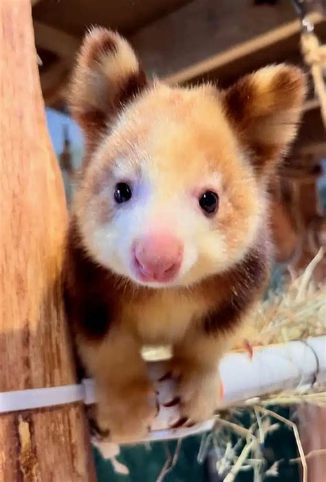 tree kangaroo