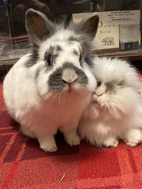 do rabbits and cats mate 4