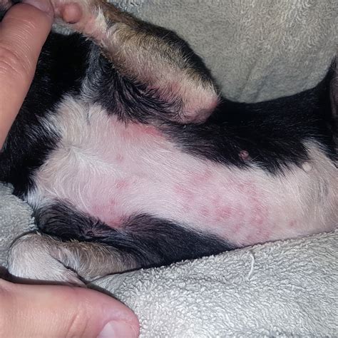 Dog Poison Ivy Treatment How To Reduce Your Dog's Risk Of Getting,