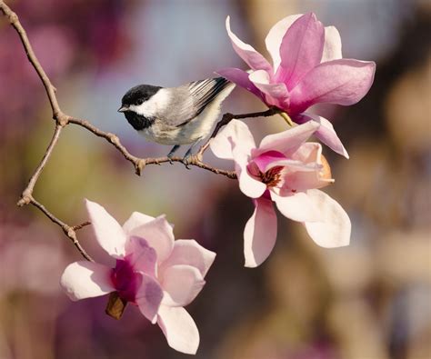 how to grow a magnolia tree from seeds 9