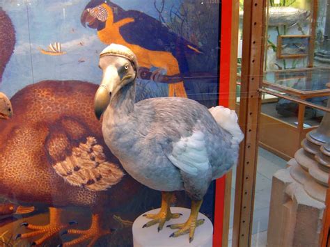 dodo bird facts habitat diet extinction  factsnet factsnet