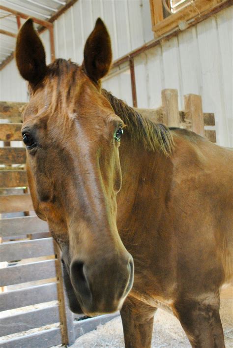 Lilah – Oak View Stables LLC