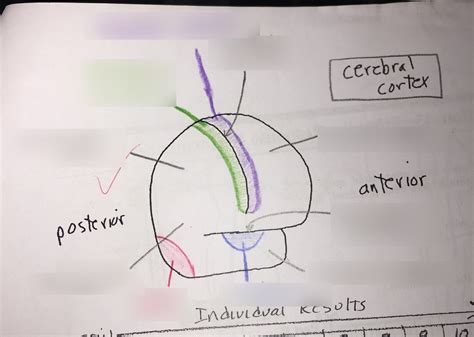 Cerebral cortex Diagram | Quizlet
